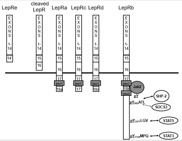 Chapters Archive Endotext