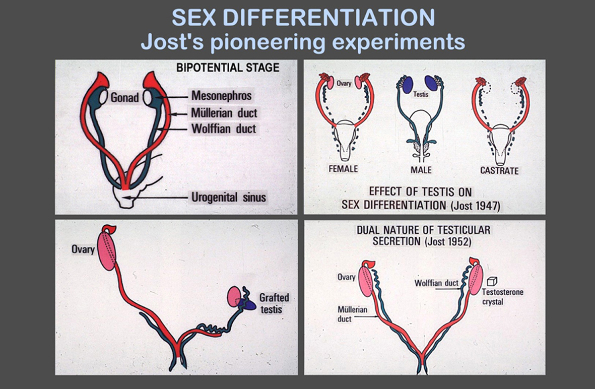 Determining Fetal Sex 5