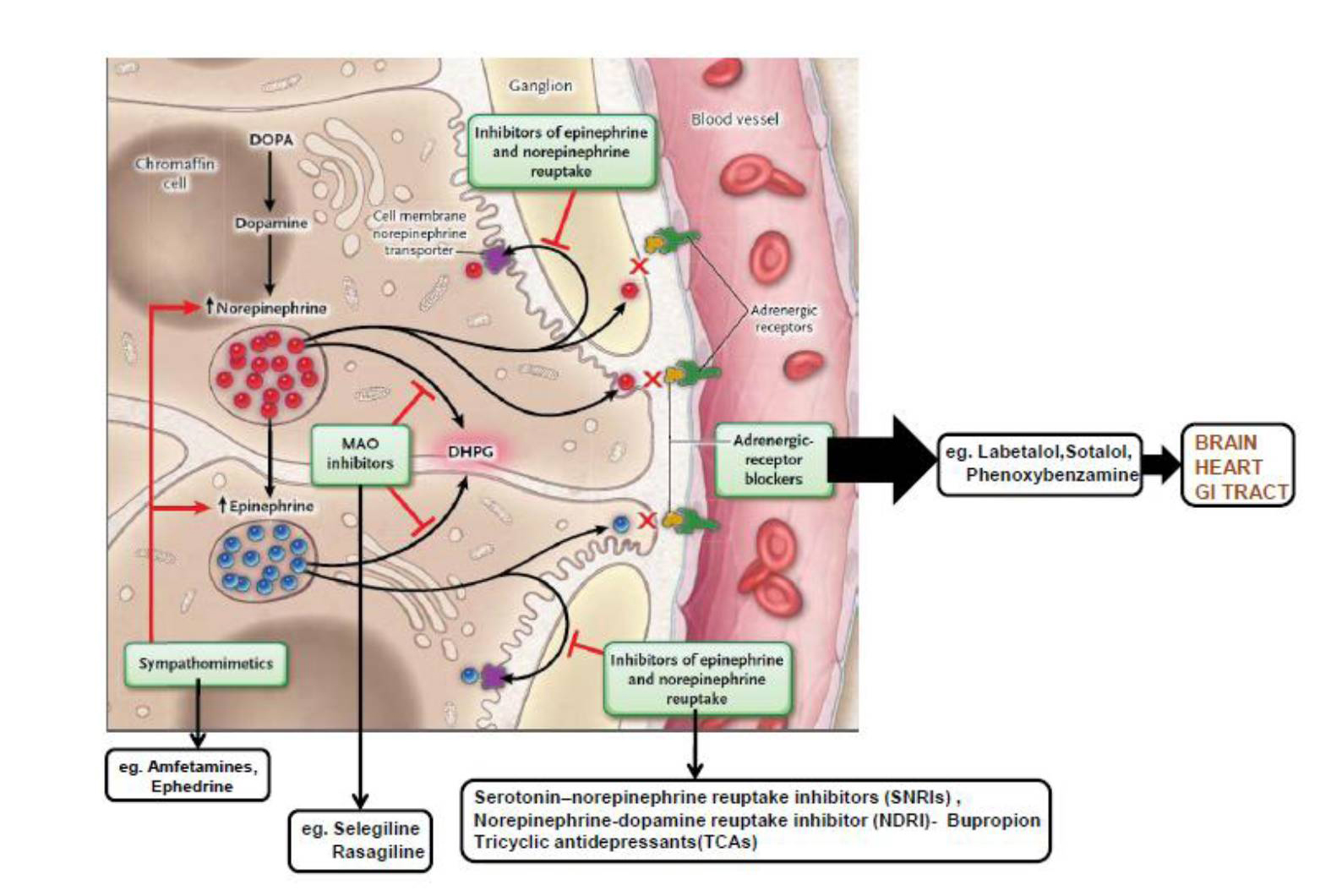 Figure 4. Mechanisms of Pharmacologic Interference with Catecholamines and Metanephrines (235). Monoamine oxidase- (MAO), dihydroxyphenylglycol- (DHPG), DOPA- dihydroxyphenylalanine. Adapted from Neary et al. (235) 