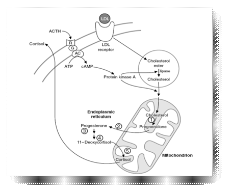 Steroidogenic acute regulatory protein