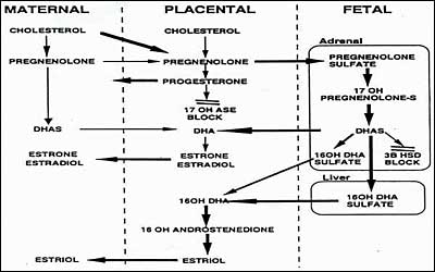 Steroidogenesi