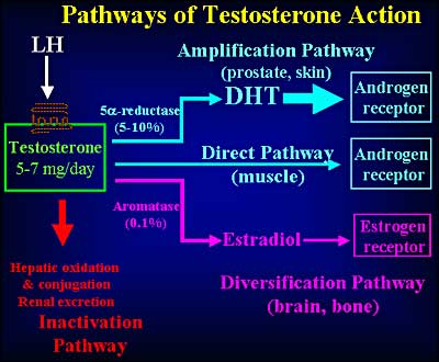 Testosterone is produced by