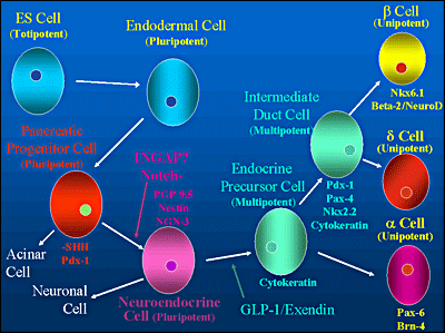 These transcription factors are involved in the temporal expression of genes that direct pancreatic development. Cell specific and extrinsic factors present in the endoderm act in a permissive or restrictive manner to direct the formation of the islets and the various cells and structures that comprise the adult islet (9).