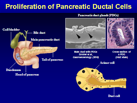 The developing pancreas appears as a protrusion from the dorsal surface of the embryonic gut (6). Figure 2 shows the normal anatomy of the pancreas and duodenum in the adult. What is shown is the capability of proliferation of pancreatic duct glandular structures (PDGs) (73) with the capability of transformation to endocrine cells.