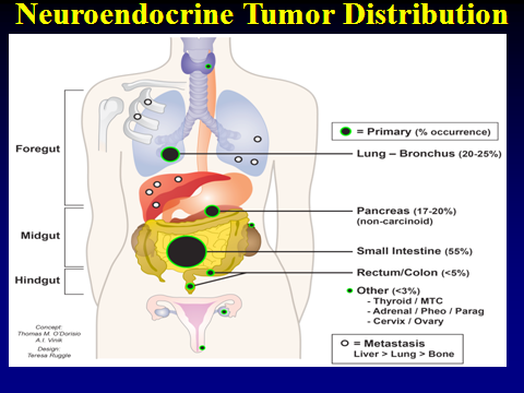 The tumors may be further subdivided into (a) orthoendocrine, when they secrete the normal product of the cell type (e.g., a-cell glucagon), and (b) paraendocrine, when they secrete a peptide or amine that is foreign to the organ or cell of origin.