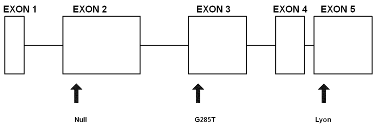 Schematic diagram of the CBG gene with the location of mutations indicated.