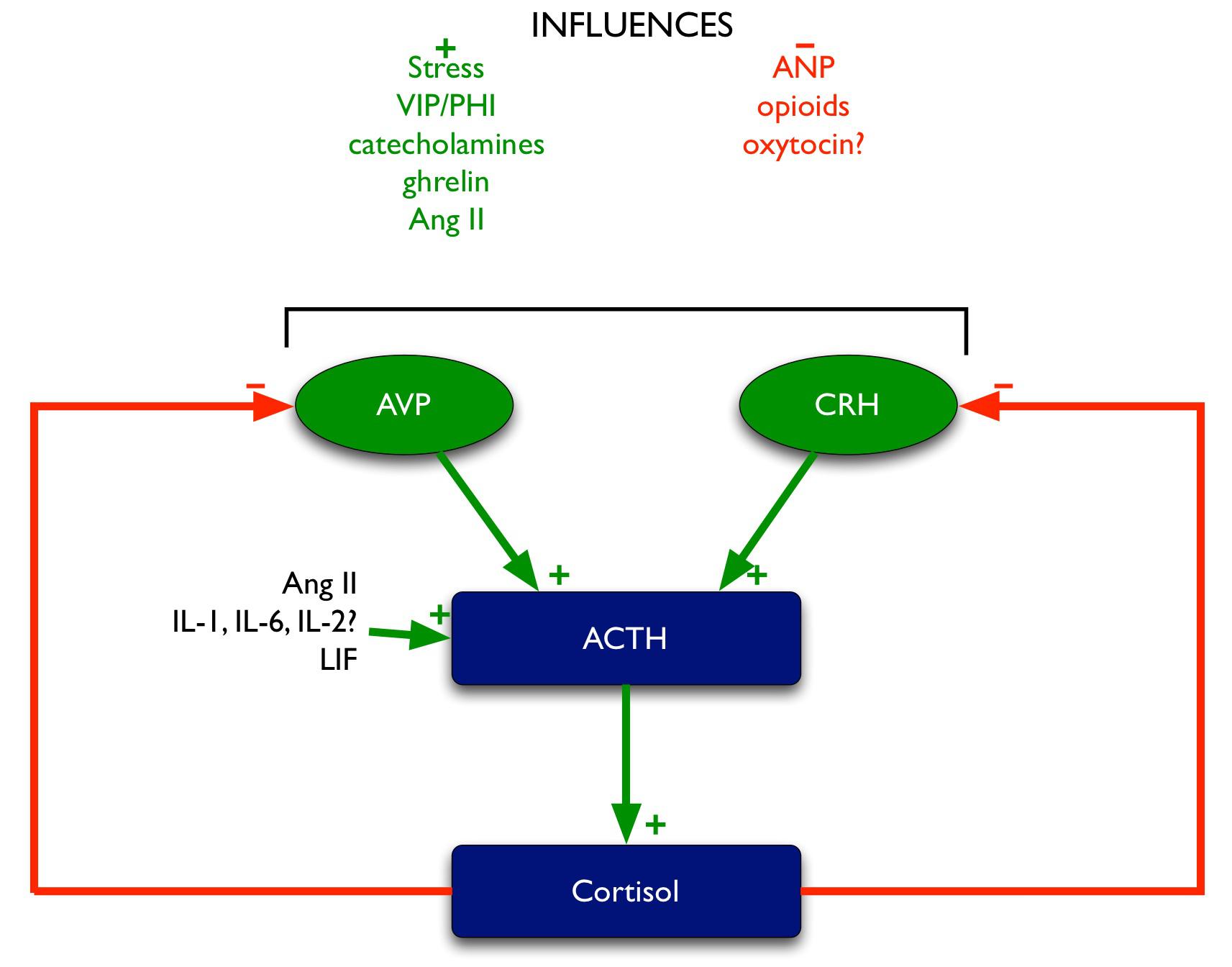 Figure 5: Regulation of ACTH.