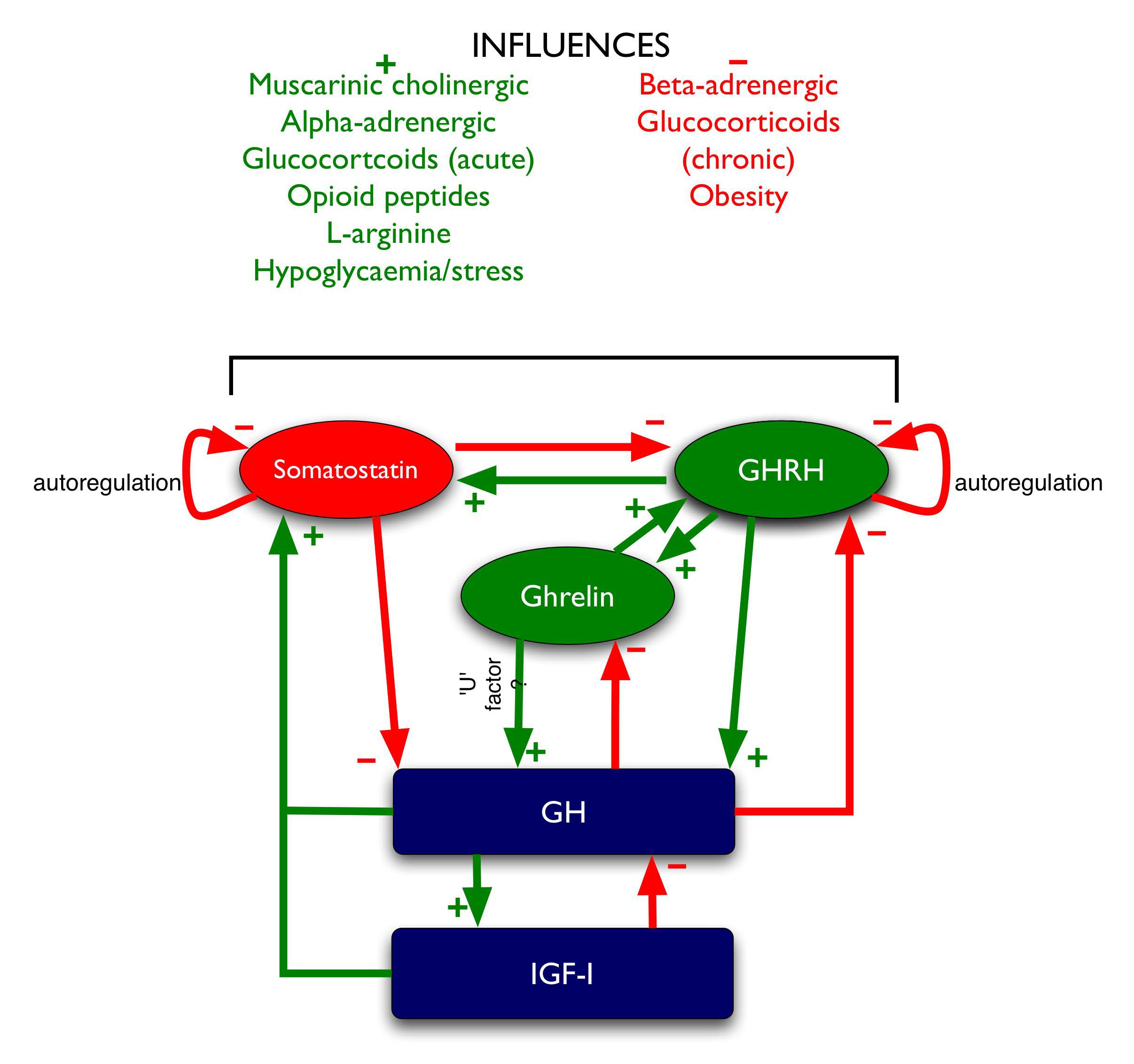 Figure 7: Regulation of GH. Green arrows denote stimulatory influences, red arrows denote inhibitory influences.