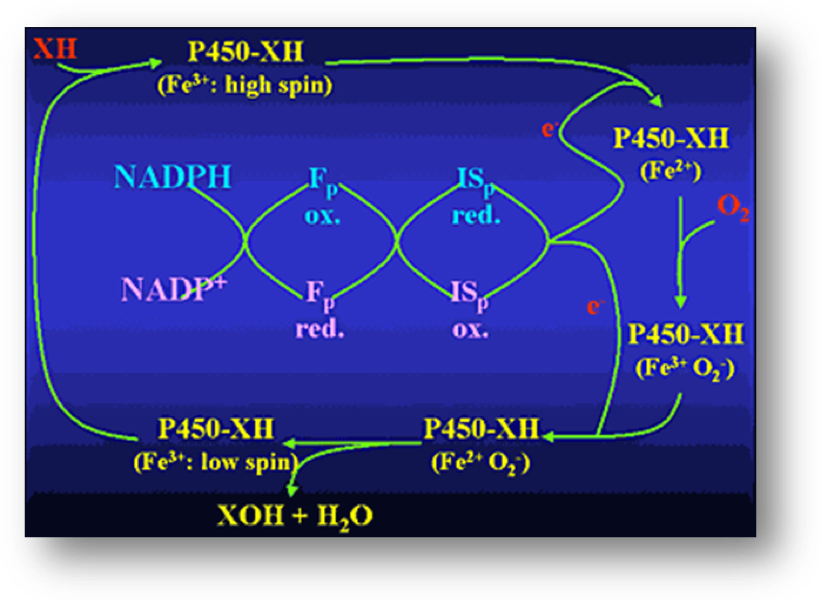 Span p p class. Cytochrome p450. P450. Цитохром p450. Цитохром p450 реакции.