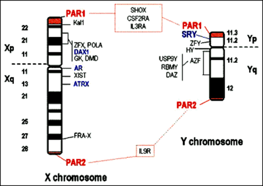 Fig3 X And Y Chromosome Genes Endotext