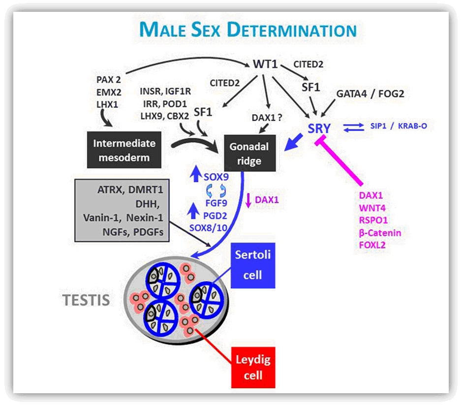 Social And Ethical Literature Aspects Of Sex Selectionreview