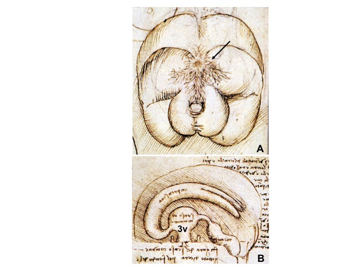 Fig. 3. Drawings by Leonardo da Vinci (1508-1509) taken from the Codici di Anatomia of the Windsor’s Collection (Courtesy of the Library of the Department of Human Anatomy of the University of Parma, Italy). (A) Inferior surface of the brain, showing the rete mirabilis (arrow) that surrounds the pituitary gland; (B) three-dimensional representation of the cerebral ventricles. The third ventricle (3v) was believed to be the site of afference and elaboration of the “sensus communis” (Latin for peripheral physical sensations). (From Toni R, Malaguti A, Benfenati F, Martini L: The human hypothalamus: a morphofunctional perspective. J Endocrinol Invest 27 (supp to n.6), 73-94, 2004.)