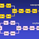 Figure 2. The structural and chemical characteristics of Vasopressin and Oxytocin. The cyclical peptides differ in only 2 amino acid positions. Both contain disulphide bridges between Cysteine residues at positions 1 and 6.