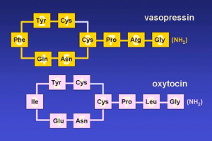 Figure 2. The structural and chemical characteristics of Vasopressin and Oxytocin. The cyclical peptides differ in only 2 amino acid positions. Both contain disulphide bridges between Cysteine residues at positions 1 and 6.