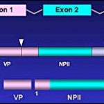 Figure 3. Structural organization of the Vasopressin-neurophysin II gene, and processing of its product. The VP-NPII gene has 3 exons. Translation of the mRNA yields a larger preprohormone precursor, subsequently modified through substantial post-translational modification. The OT gene has a similar structure, and its product undergoes similar processing and post-translational modification. VP: Vasopressin; NPII: Neurophysin II.