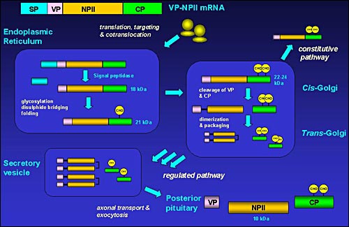 Figure 4. Schematic overview of the post-translational processing of the VP-NP II gene product. Sequential modification of 164 amino-acid VP-NPII preprohormone in endoplasmic reticulum and golgi lead to trafficking through the regulated secretory pathway and ultimately release from neurosecretory vesicles in the posterior pituitary. VP-NPII precursor is complexed as tetramers or high oligomers during processing. A small amount of partially processed precursor is released through the constitutive secretory pathway. OT is processed in a similar manner.