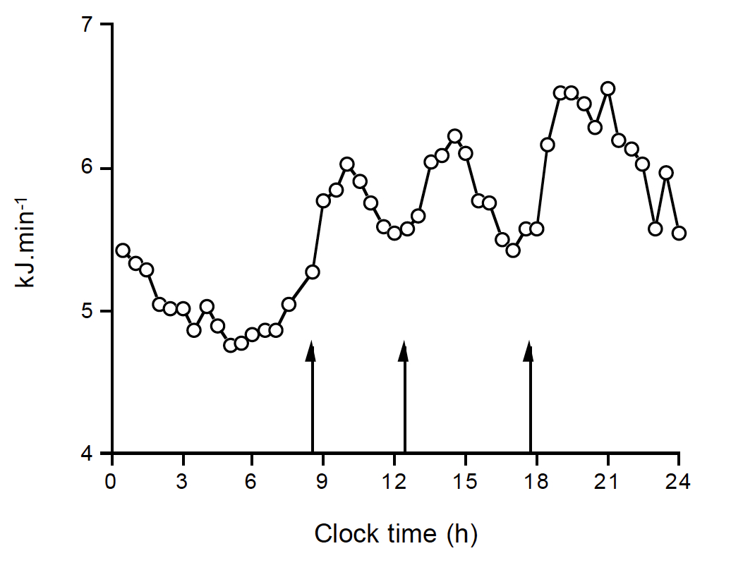 Figure 4: The mean pattern of resting energy expenditure throughout the day, where arrows denote meal times (adapted from reference 8).