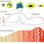 Figure 2: Ovarian, hormonal, and endometrial changes over the menstrual cycle. Adapted from reference 9.