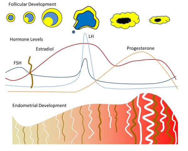 Figure 2: Ovarian, hormonal, and endometrial changes over the menstrual cycle. Adapted from reference 9.