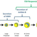 Figure 4: The interplay of follicular development and hormonal secretion and responsiveness.