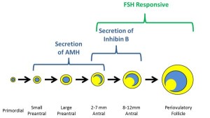 Figure 4: The interplay of follicular development and hormonal secretion and responsiveness.