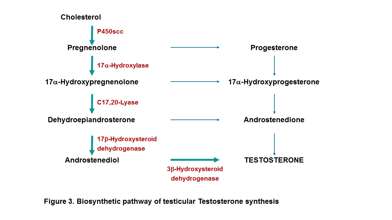 Figure 3. Biosynthetic pathway of testicular Testosterone synthesis