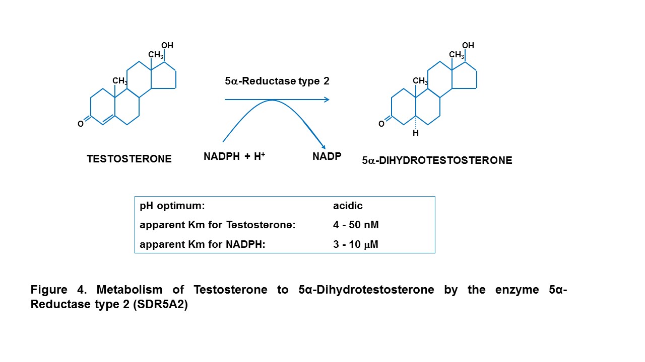 Figure 4. Metabolism of Testosterone to 5α-Dihydrotestosterone by the enzyme 5α-Reductase type 2 (SDR5A2)