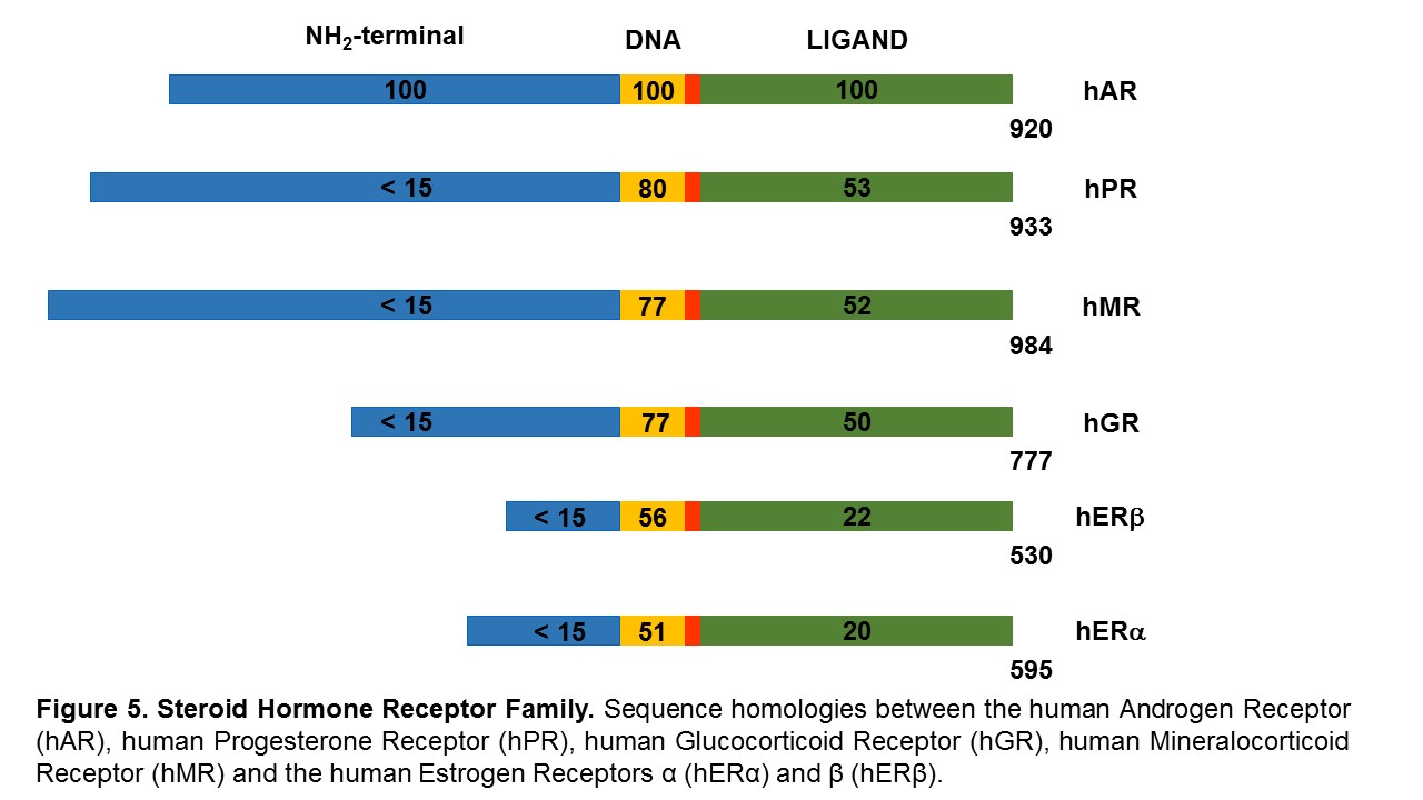 Figure 5. Sequence homologies between the human Androgen Receptor (hAR), human Progesterone Receptor (hPR), human Glucocorticoid Receptor (hGR), human Mineralocorticoid Receptor (hMR) and the human Estrogen Receptors α (hERα) and β (hERβ).