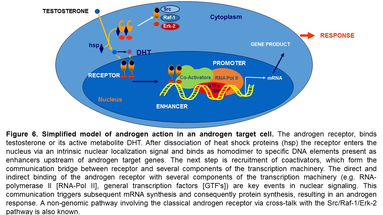 Figure 6. Simplified model of androgen action in an androgen target cell. The key protein is the androgen receptor, which binds testosterone directly or its active metabolite 5α-dihydrotestosterone (DHT). After dissociation of heat shock proteins (hsp) the receptor enters the nucleus via an intrinsic nuclear localization signal. Upon steroid hormone binding, which may occur either in the cytoplasm or in the nucleus, the androgen receptor binds as homodimer to specific DNA elements present as enhancers in upstream promoter sequences of androgen target genes. The next step is recruitment of coactivators, which can form the communication bridge between receptor and several components of the transcription machinery. The direct and indirect communication of the androgen receptor complex with several components of the transcription machinery (e.g. RNA-polymerase II [RNA-Pol II], TATA box binding protein [TBP], TBP associating factors [TAF's], general transcription factors [GTF's]) are key events in nuclear signaling. This communication triggers subsequently mRNA synthesis and consequently protein synthesis, which finally results in an androgen response. A non-genomic pathway involving the classical androgen receptor via cross-talk with the Src/Raf-1/Erk-2 pathway is also known.
