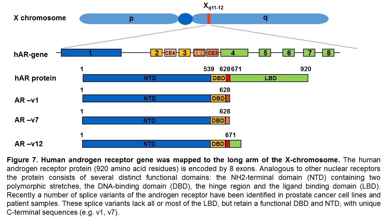 Figure 7. Human androgen receptor gene was mapped to the long arm of the X-chromosome. The human androgen receptor protein (920 amino acid residues) is encoded by 8 exons. Analogous to other nuclear receptors the protein consists of several distinct functional domains: the NH2-terminal domain containing two polymorphic stretches, the DNA-binding domain, the hinge region and the ligand binding domain.