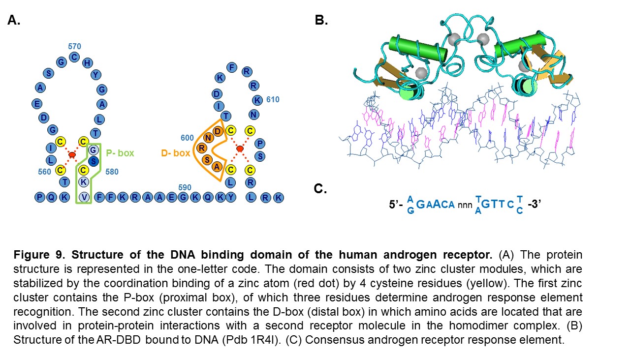 Figure 9. New reference numbering of the androgen receptor protein.