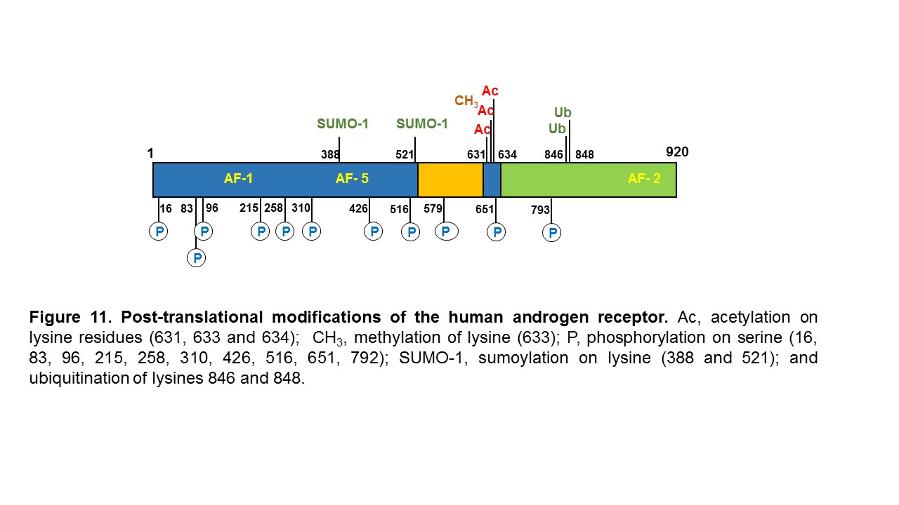 Figure 11. Structure of the DNA binding domain of the human androgen receptor. The protein structure is represented in the one-letter code. The domain consists of two zinc cluster modules, which are stabilized by the coordination binding of a zinc atom (red dot) by 4 cysteine residues (yellow). The first zinc cluster contains the P-box (proximal box), of which three residues determine androgen response element recognition. The second zinc cluster contains the D-box (distal box) in which amino acids are located that are involved in protein-protein interactions with a second receptor molecule in the homodimer complex.