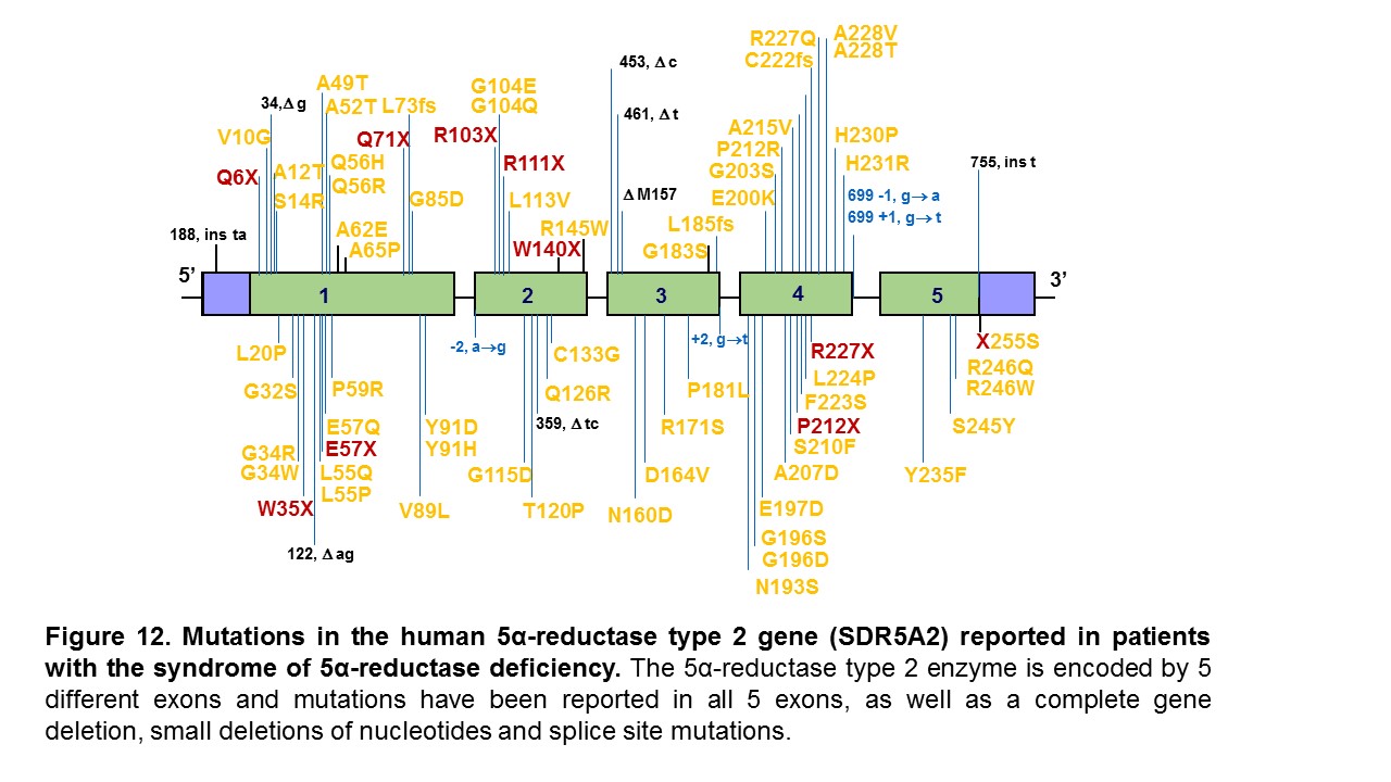 Figure 12. Mutations in the human 5α-reductase type 2 gene (SDR5A2) reported in patients with the syndrome of 5α-reductase deficiency. The 5α-reductase type 2 enzyme is encoded by 5 different exons and mutations have been reported in all 5 exons, as well as a complete gene deletion, small deletions of nucleotides and splice site mutations.