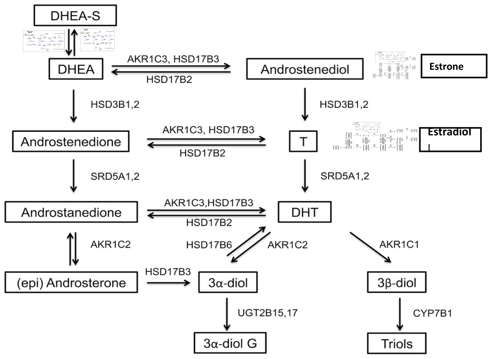Metabolism of adrenal androgens ; HSD3B, 3 β-hydroxysteroid dehydrogenase isozymes; HSD17B, 17 β -hydroxysteroid dehydrogenase isozymes; SRD5A, 5α -reductase isozymes; AKR1C, aldo-keto reductases 1C; CYP19, P450 aromatase.