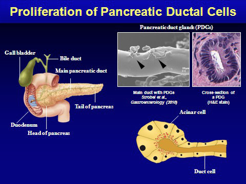 pancreato-biliary complex including the ductular system