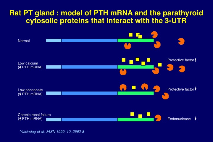 Figure 11. Post-transcriptional regulation of PTH mRNA stability by calcium, phosphorus, and chronic renal failure. Pre-pro-PTH gene expression is modulated via changes in protein-PTH mRNA interactions at the 3'-UTR region which determine PTH mRNA stability. Low calcium diet increases stability, whereas low phosphate diet decreases stability of PTH mRNA. The PTH mRNA 3’-untranslated region-binding protein was subsequently identified as AUF1.