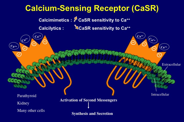 Figure 19. Schematic representation of the modulation of the calcium-sensing receptor (CaSR) by calcimimetics and calcilytics. The former increase receptor sensitivity to calcium ions whereas the latter decrease it.