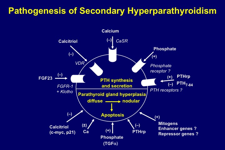 Figure 4. Pathogenesis of secondary hyperparathyroidism. Schematic representation of parathyroid hormone (PTH) synthesis and secretion (upper part) and parathyroid cell proliferation and apoptosis (lower part), as regulated by a number of hormones and growth factors.
