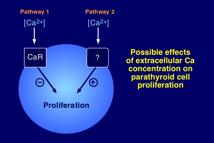 Figure 9. Schematic representation of the regulation of parathyroid cell proliferation by extracellular Ca2+ concentration, involving an inhibitory pathway via the calcium-sensing receptor, and a stimulatory pathway via an unknown transmembrane transduction mechanism. Normally, pathway 1 predominates over pathway 2 in parathyroid tissue. In presence of parathyroid hyperplasia with calcium-sensing receptor down-regulation pathway 2 could become dominant and favor parathyroid cell proliferation over suppression.