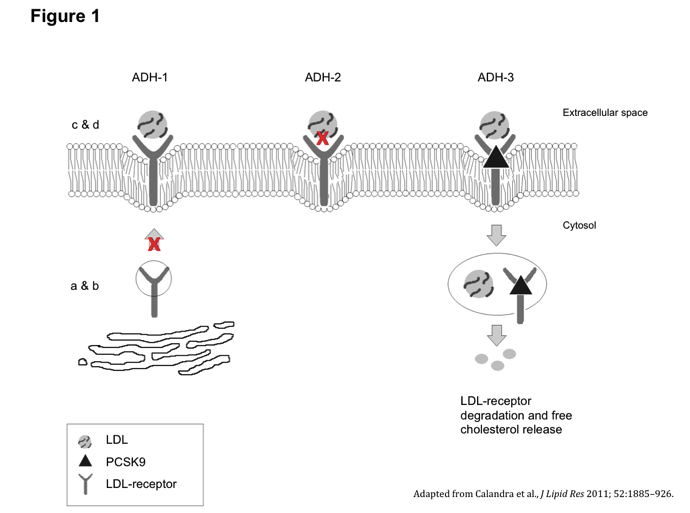 Figure 1: ADH can be classified into subtypes 1, 2, and 3, based on which protein of the LDLR pathway is affected. ADH-1 comprises mutations within LDLR. There are five major classes of ADH-1, affecting: 1) synthesis of LDLR; 2) exit of mature LDLR from the endoplasmic reticulum; 3) binding site of LDLR to apoB-100; 4) endocytosis of LDLR-apoB-100 complex; and recycling of LDLR to the cell surface (not shown). ADH-2 comprises mutations in apoB that block the association of apoB-100 to LDLR. ADH-3 is due to gain-of-function mutations of PCSK9, which reduce LDLR recycling and accelerate its lysosomal degradation
