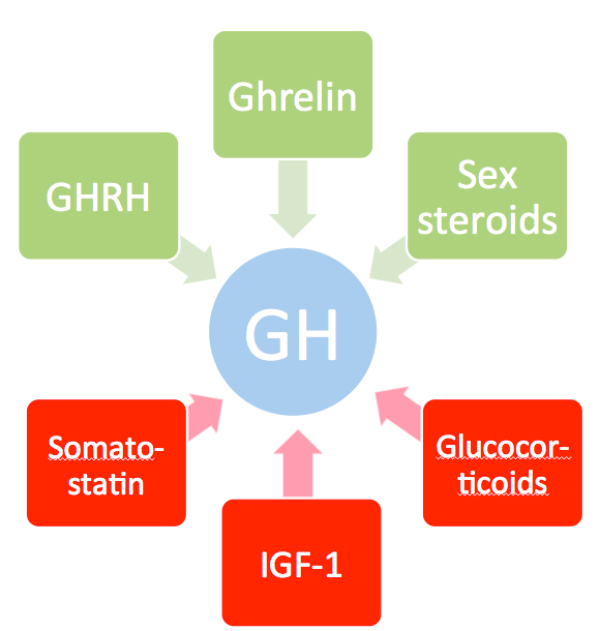 Figure 2: Hormonal regulation of GH secretion, with stimulators of GH secretion shown in green and inhibitors shown in red.
