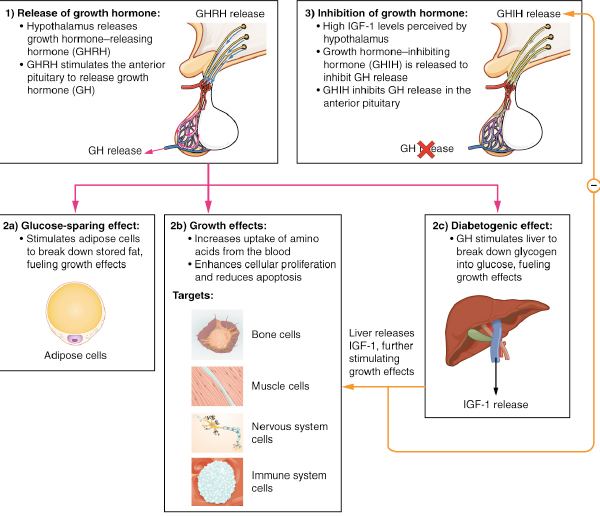 Figure 9: Summary of actions of GH and IGF1
