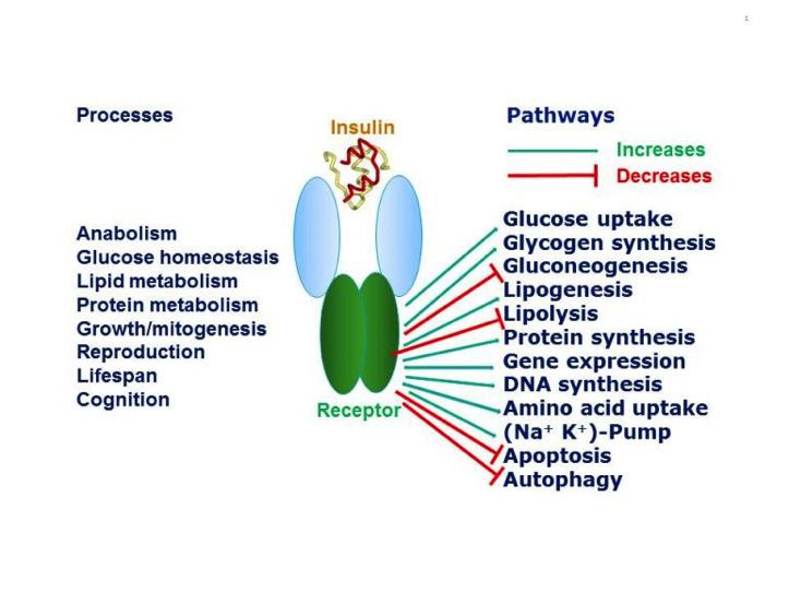 Figure 1. Pleiotropic actions of insulin through the insulin receptor. Insulin through its receptor affects multiple physiological processes in the organism (left) by increasing (green arrows) or decreasing (red arrows) various intracellular metabolic pathways (right). Inspired by figure 2-1 of reference 1.