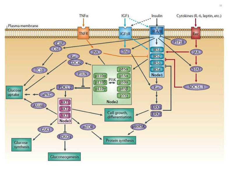 Figure 10. The canonical insulin receptor signal transduction network. The two major canonical insulin receptor signaling cascades (PI3K and ERK) are shown. The critical nodes (IR/IRS, PI3K, AKT) are boxed. Crosstalk from IGF-I receptor, cytokine receptors and TNFα is indicated. Negative regulation by PTP1B and PTEN is shown. See text and reference 83 for detailed explanation. From reference 82, used with permission.