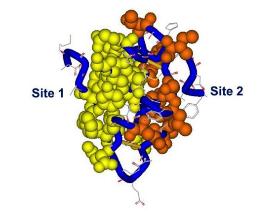 Figure 5. Receptor binding sites 1 and 2 on the insulin molecule. The residues in site 1 are mapped in yellow, site 2 in red, backbone in blue. Spheres and tube shown at 0.7 Van der Waals radius. Site 1: Gly A1, Ile A2, Val A3, Glu A4, Tyr A19, Asn 21, Gly B8, Ser B9, Leu B11, Val B12, Tyr B16, Phe B24, Phe B25, Tyr B26. Site 2: Thr A8, Ile A10, Ser A12, Leu A13, Glu A17, His B10, Glu B13, Leu B17. PDB file 9INS. Modelled using DSViewerPro from Accelrys.