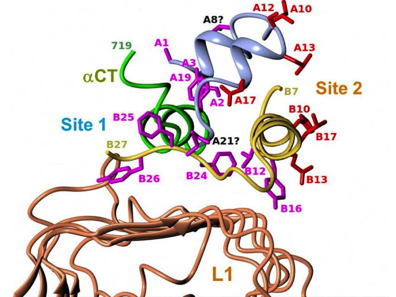 Figure 6. Structure of the site 1 insulin-receptor complex. Detailed view of insulin's site 1 and site 2 residues in the ternary complex between insulin, L1 and αCT that includes insulin's B-chain C-terminus. The figure shows the structural relationship of insulin's site 1 (in magenta) and site 2 (in red) residues with the receptor's αCT and L1 surfaces. See table 1 of reference 40 for more detailed description of the contacts. Drawn by Marek Brzozowski using the CCP4MG programme. PDB file: 4OGA. From reference 40, used with permission.