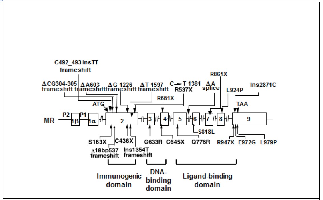 Figure 8. Mutations of the MR in patients with PHA1. Mutations of the MR that have been reported in patients with PHA1 are summarized in the figure. G633R, Q776R, L924P and L979P are missense mutations and others are nonsense mutations, resulting in non-expression of one of the 2 alleles of the MR.