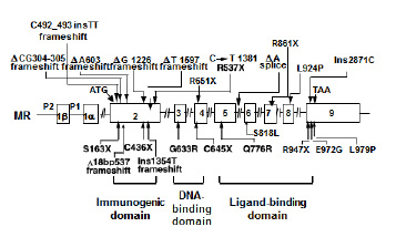 Figure 8. Mutations of the MR in patients with PHA1. Mutations of the MR that have been reported in patients with PHA1 are summarized in the figure. G633R, Q776R, L924P and L979P are missense mutations and others are nonsense mutations, resulting in non-expression of one of the 2 alleles of the MR.