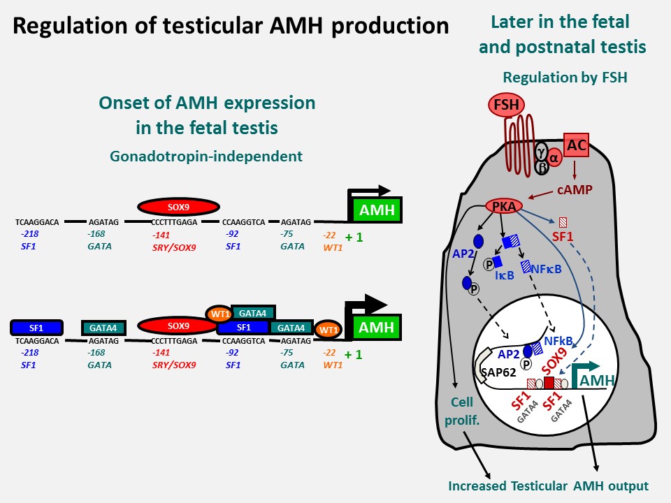 FIGURE 21. Regulation of testicular AMH production. Left: the onset of AMH expression is gonadotropin-independent and depends on SOX9 binding to the proximal AMH promoter. Subsequently, SF1, GATA4 and WT1 enhance AMH expression by binding to specific promoter sequences or by interacting with transactivating factors. DAX1 impairs GATA4 and SF1 binding to the AMH promoters, resulting in lower AMH expression levels. Right: Later in fetal and postnatal life, FSH regulates AMH production through the FSH receptor-Gsα protein-adenylate cyclase (AC)-cyclic AMP (cAMP) pathway, resulting in a stimulation of protein kinase A (PKA) activity. PKA mediates phosphorylation of the transcriptional regulators SOX9, SF1 and AP2, as well as of IκB which releases NFκB. In the nucleus these factors bind to their specific response elements in proximal (SOX9, SF1) or distal (AP2 and NFκB) regions of the AMH promoter. Right figure reprinted from ref. 105: Lasala C, Schteingart HF, Arouche N, Bedecarrás P, Grinspon R, Picard JY, Josso N, di Clemente N, Rey RA. SOX9 and SF1 are involved in cyclic AMP-mediated upregulation of anti-Müllerian gene expression in the testicular prepubertal Sertoli cells SMAT1. American Journal of Physiology – Endocrinology and Metabolism 2011; 301:E539-E547, Copyright 2011 the American Physiological Society. http://ajpendo.physiology.org/content/301/3/E539.abstract?sid=3829d833-dfdf-4310-bd6f-e7481c62be06