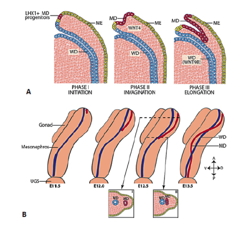 FIGURE 11. Müllerian duct (MD) development can be subdivided into three phases. A. Phase I (initiation): MD progenitor cells in the mesonephric epithelium (ME) (yellow) are specified and begin to express LHX1. Phase II (invagination): in response to WNT4 signaling from the mesenchyme, LHX1+ MD progenitor cells invaginate caudally into the mesonephros towards the WD (blue). Phase III (elongation): the tip of the MD contacts the WD and elongates caudally in close proximity to the WD requiring structure and WNT9B signaling from the WD. B. Beginning at ∼ E11.5 in mice, the MD invaginates and extends posteriorly guided by the WD. During elongation, mesenchymal cells separate the WD and MD anterior to the growing tip (inset I). However at the MD tip, the MD and WD are in contact (inset II). At ∼ E12.5, the MD crosses over the WD to be located medially. Elongation is complete by ∼ E13.5 with the MD reaching the urogenital sinus (UGS). A = anterior (rostral); D = dorsal; P = posterior (caudal); V = ventral. Reprinted with permission from ref. (248): Mullen RD, Behringer RR. Molecular Genetics of Müllerian Duct Formation, Regression and Differentiation. Sexual Development 8:281-296 (2014), Copyright 2014, Karger.